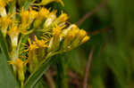 Canada goldenrod